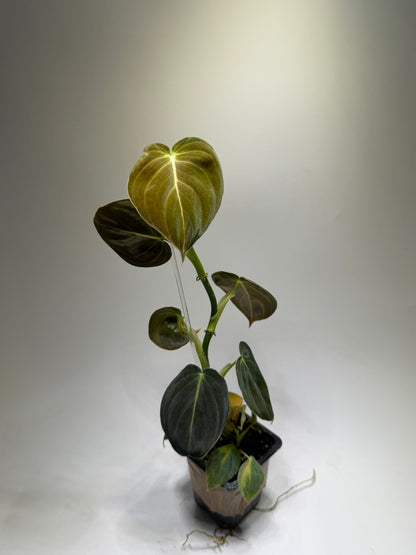 Philodendron Melanochrysum Variegata