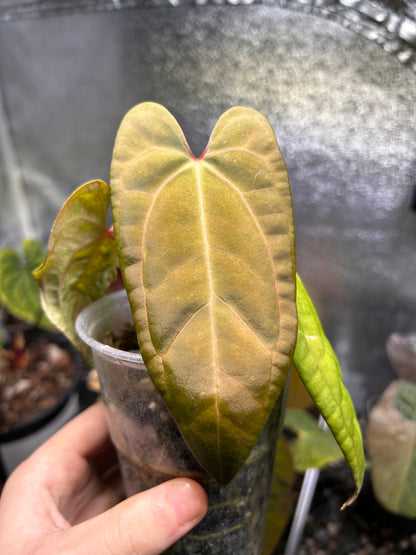 Substrat Anthurium Professionnel (5L)