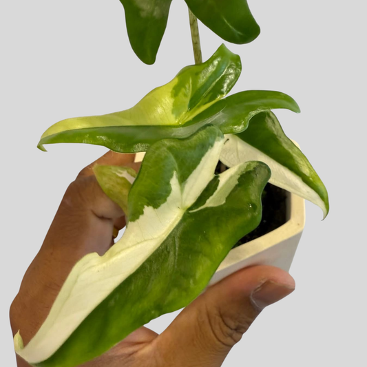 Alocasia Batwing Albo - Knolle (Vorbestellung)