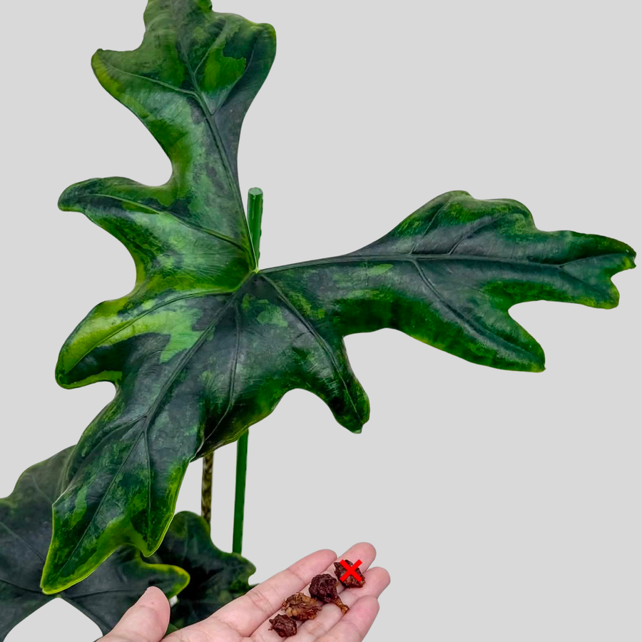 Alocasia Batwing Aurea - Bulbe (Précommande)