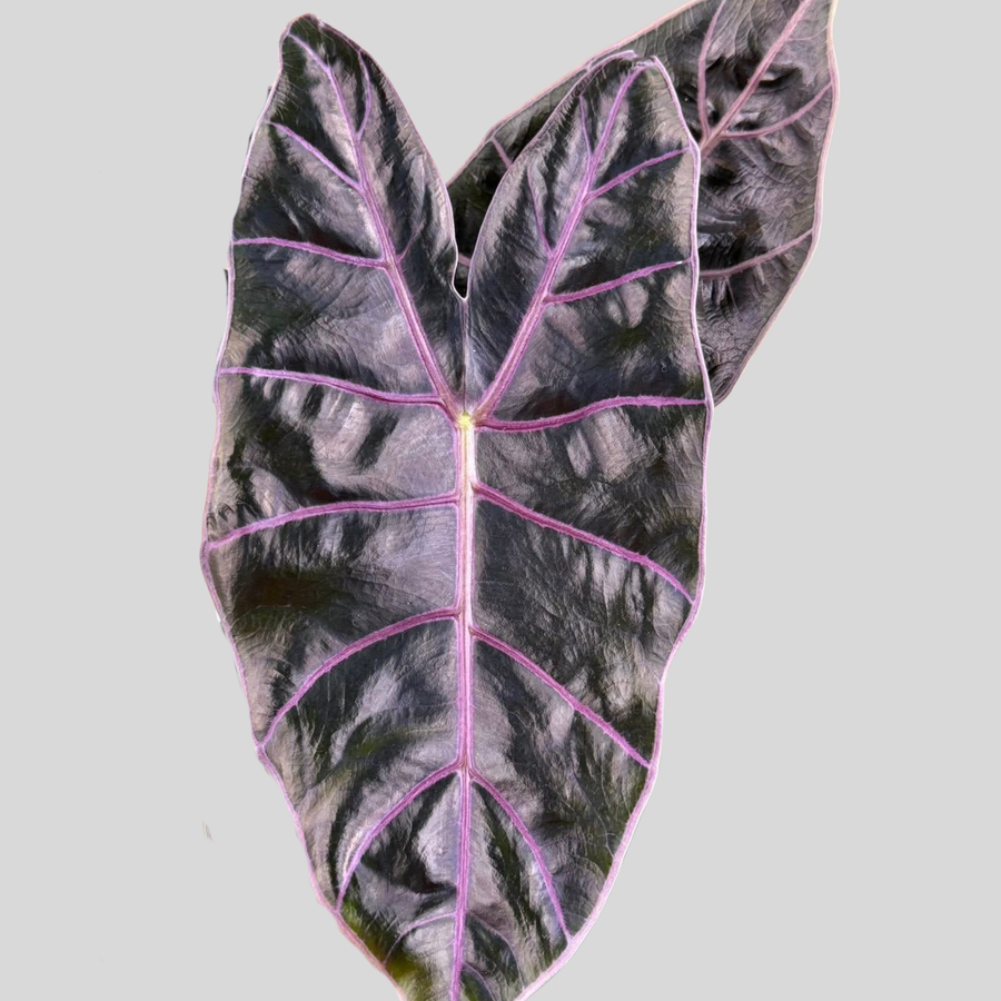 Alocasia Black Satun Pink Bone - Bulbe (Précommande)