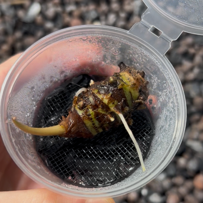 Root Starter / Pot de croissance pour bulbes