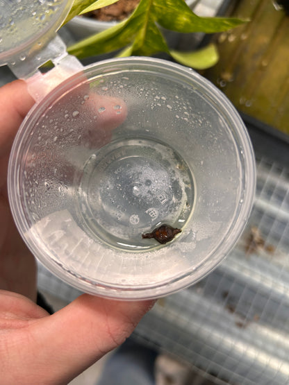 Alocasia Amazonica Albo Pink Variegata - Zwiebel