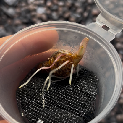 Root Starter / Pot de croissance pour bulbes