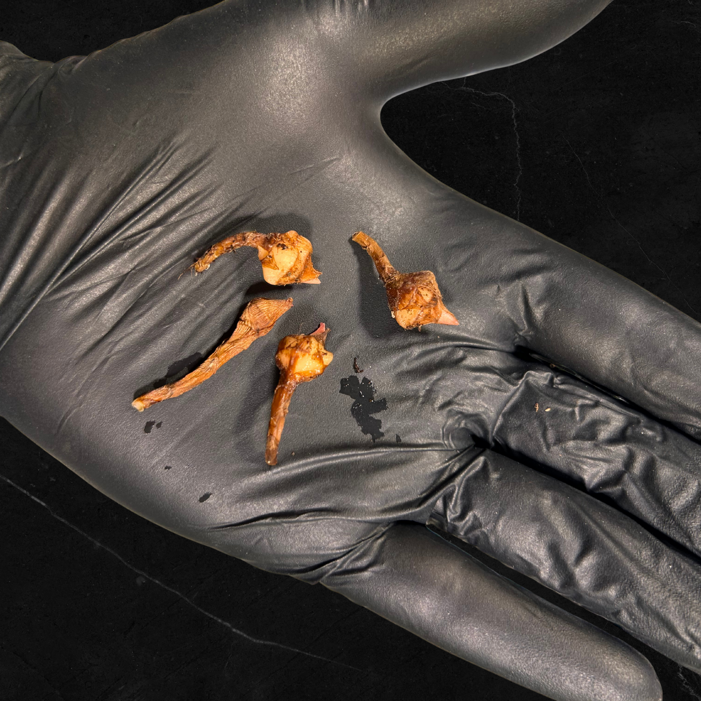 Alocasia Pseudo Sanderiana Aurea Variegated - Bulbe