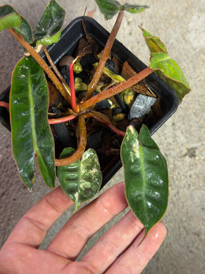 Philodendron Billitiae Variegata