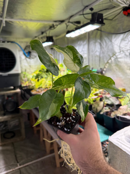 Alocasia Cucullata „Wagyu“ Albo – Größe L