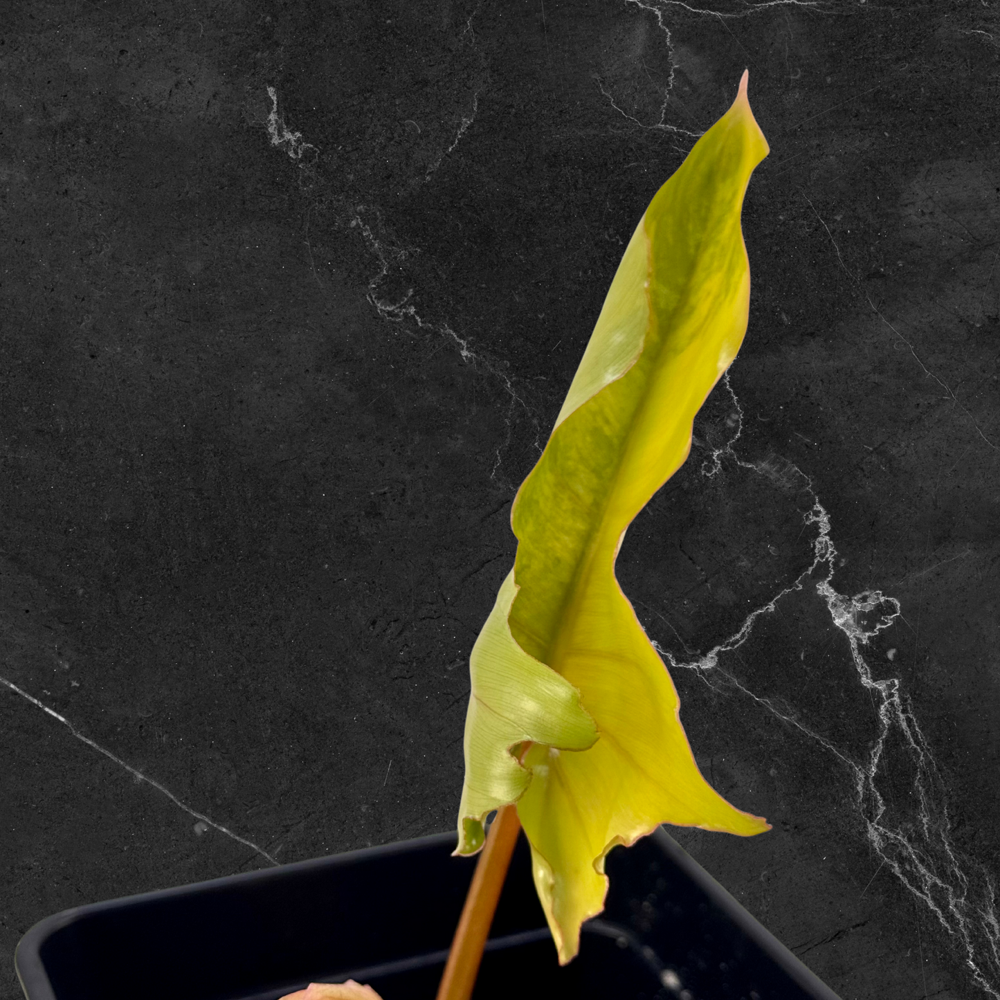 Philodendron Florida Beauty x Mayoi Variegata