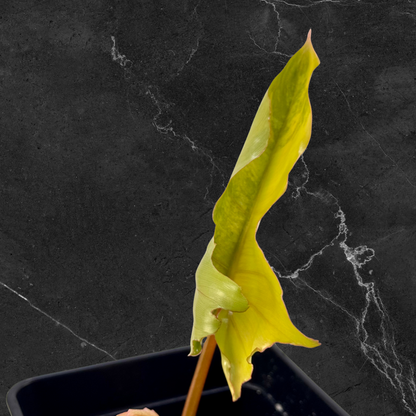 Philodendron Florida Beauty x Mayoi Variegata