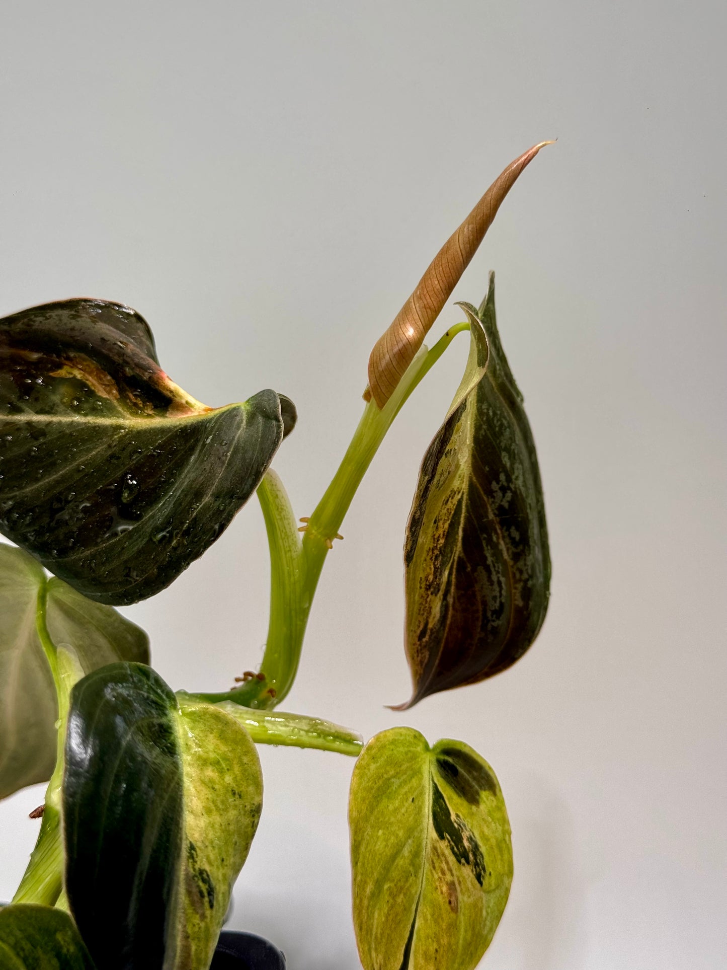 Philodendron Melanochrysum Variegated TC (Acclimated)