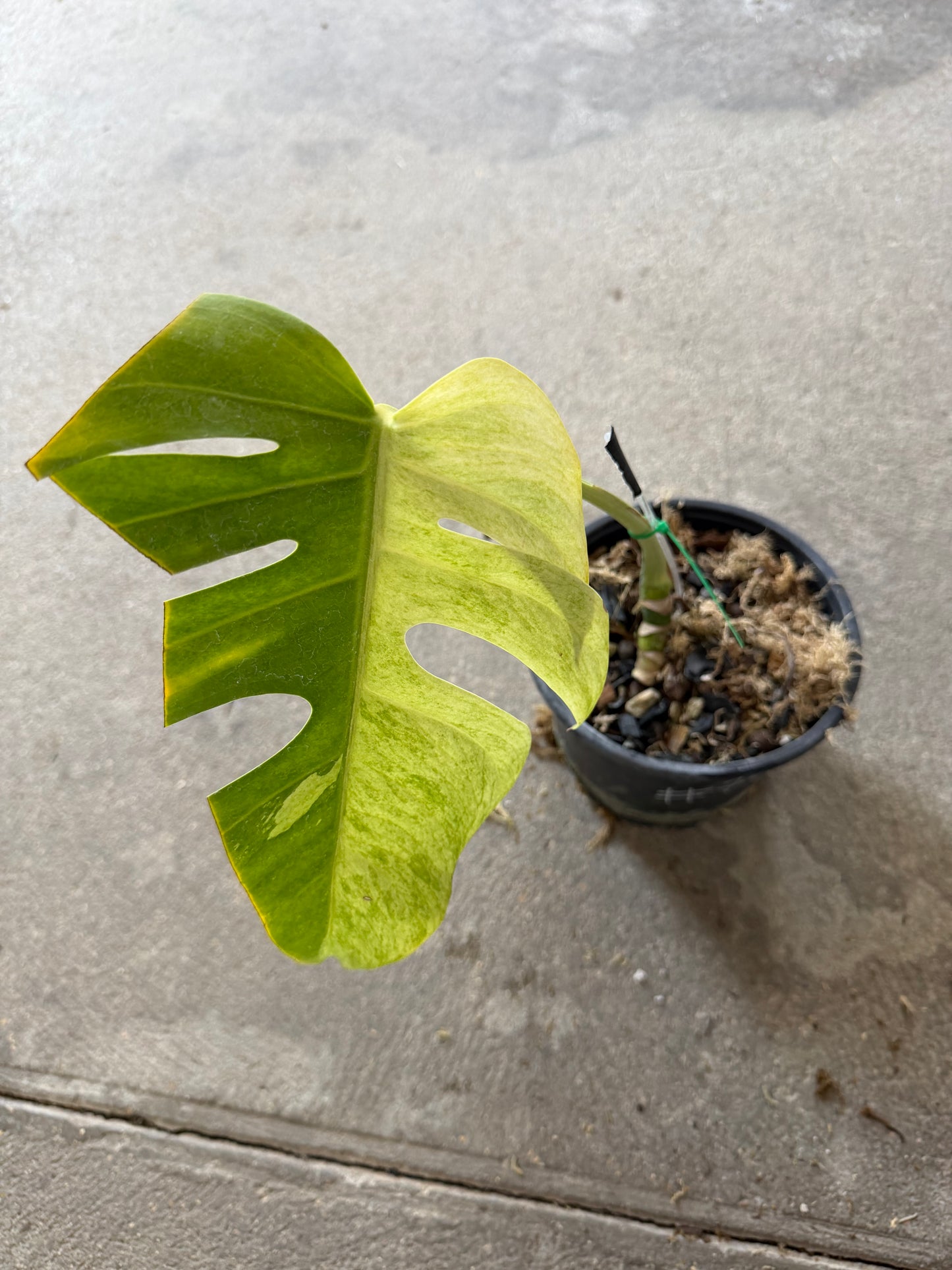 Monstera Jungle Mint