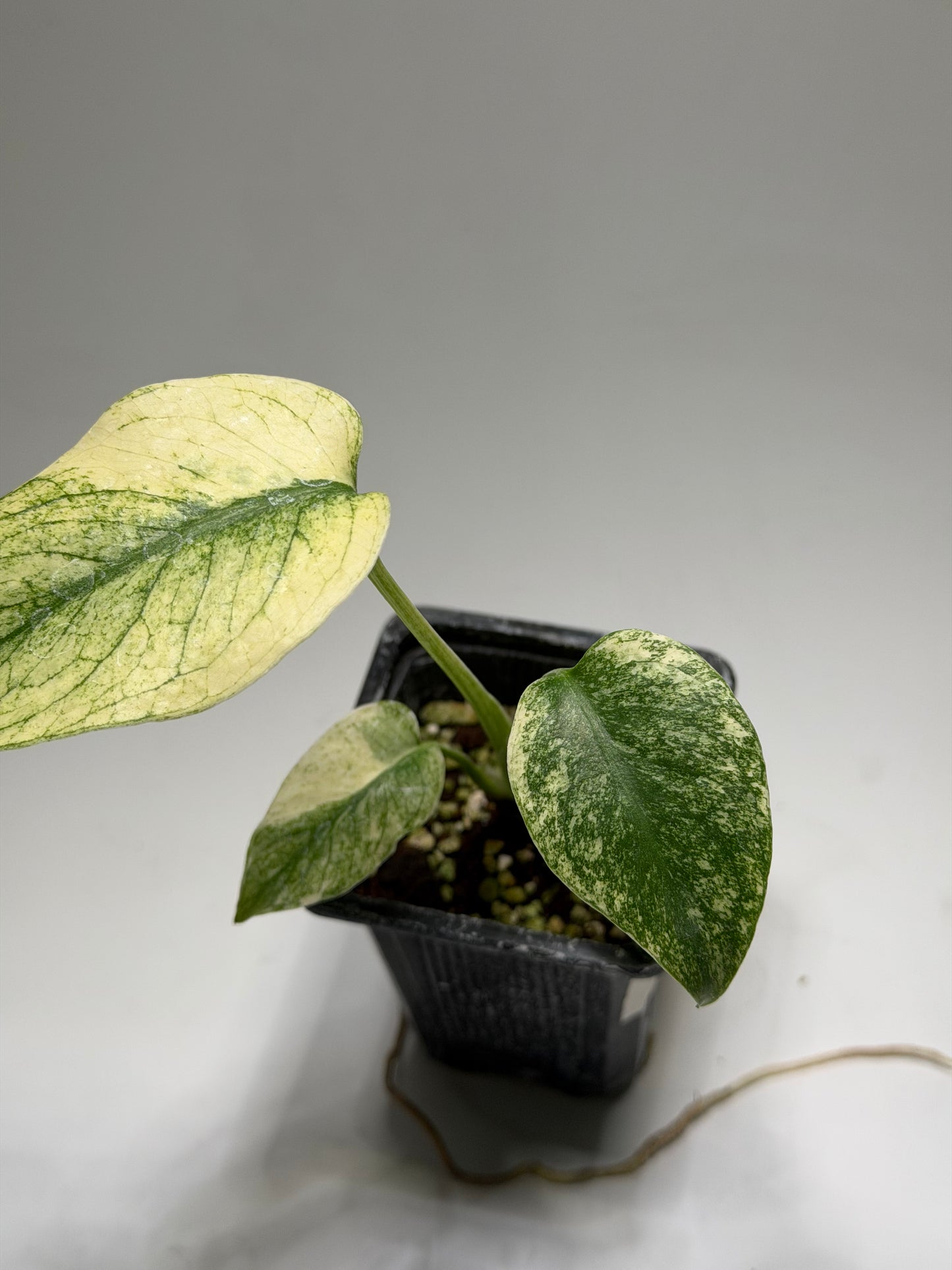 Monstera White Monster