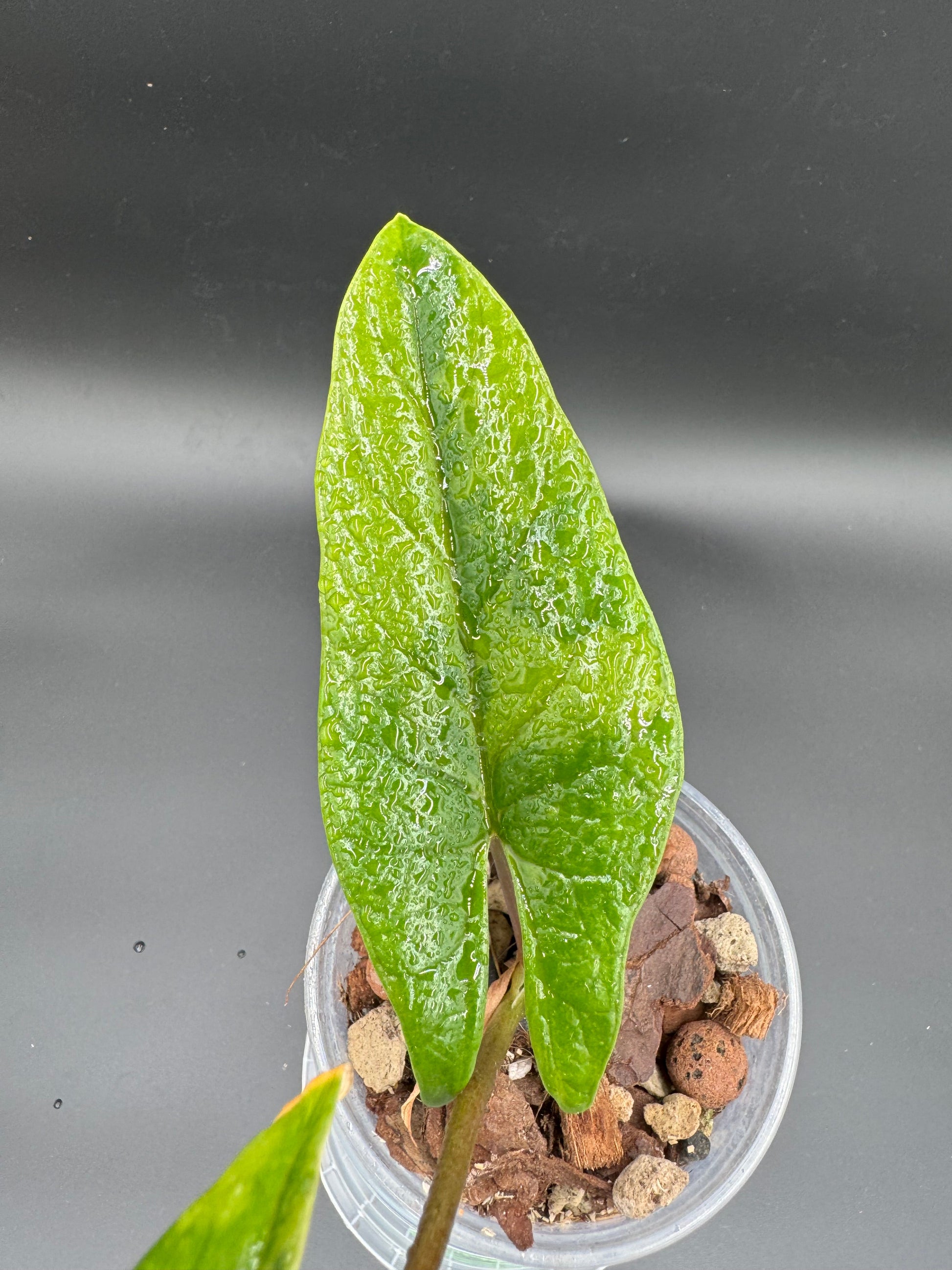 Sur mesure - Albo Wagyu, Aurea Wagyu, Scalprum, crinkless, bulbe nobilis Silver (offert) Green and White Plants