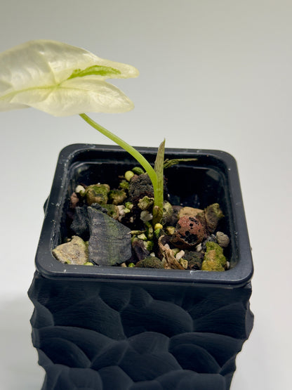 Alocasia Longiloba Thaicon Crème Brûlée