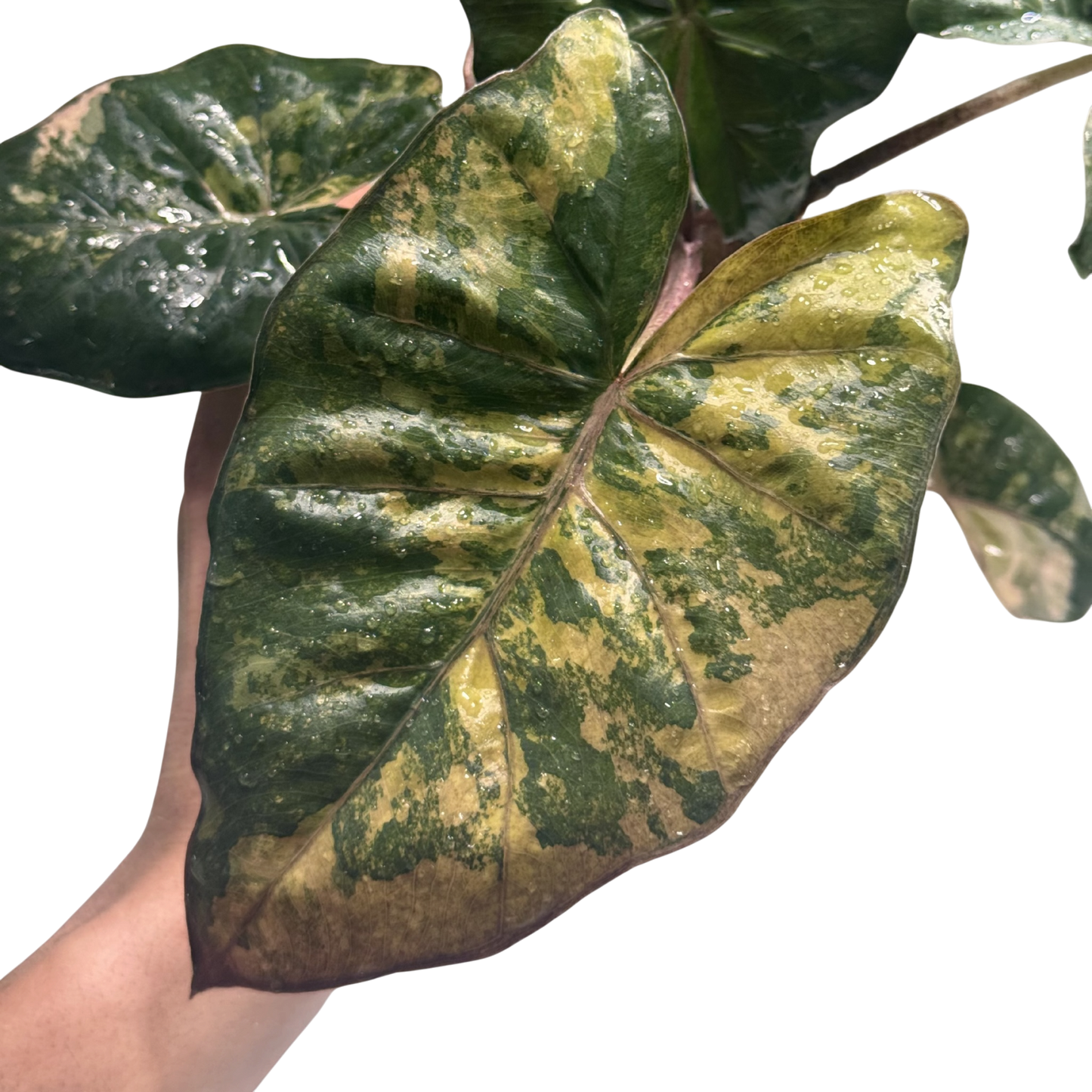 Alocasia Yucatan Tricolor Pink - Bulbe