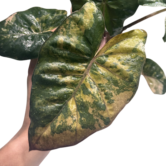 Alocasia Yucatan Tricolor Pink - Bulbe