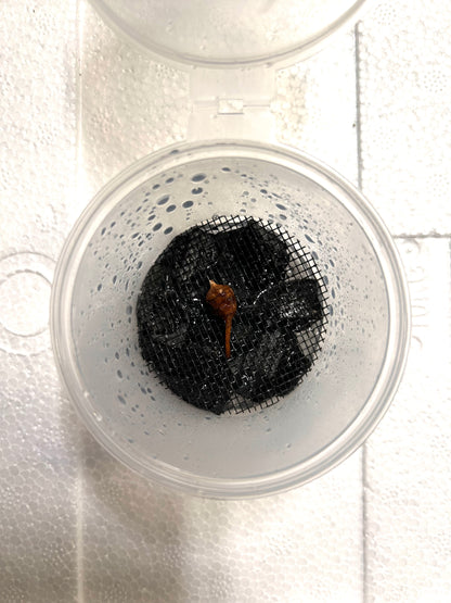 Alocasia Azlanii Pink Mint Variegata - Bulbe