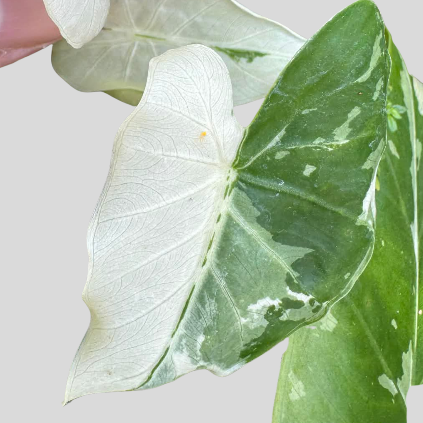 Alocasia Okinawa Silver Albo Variegata - Bulbe