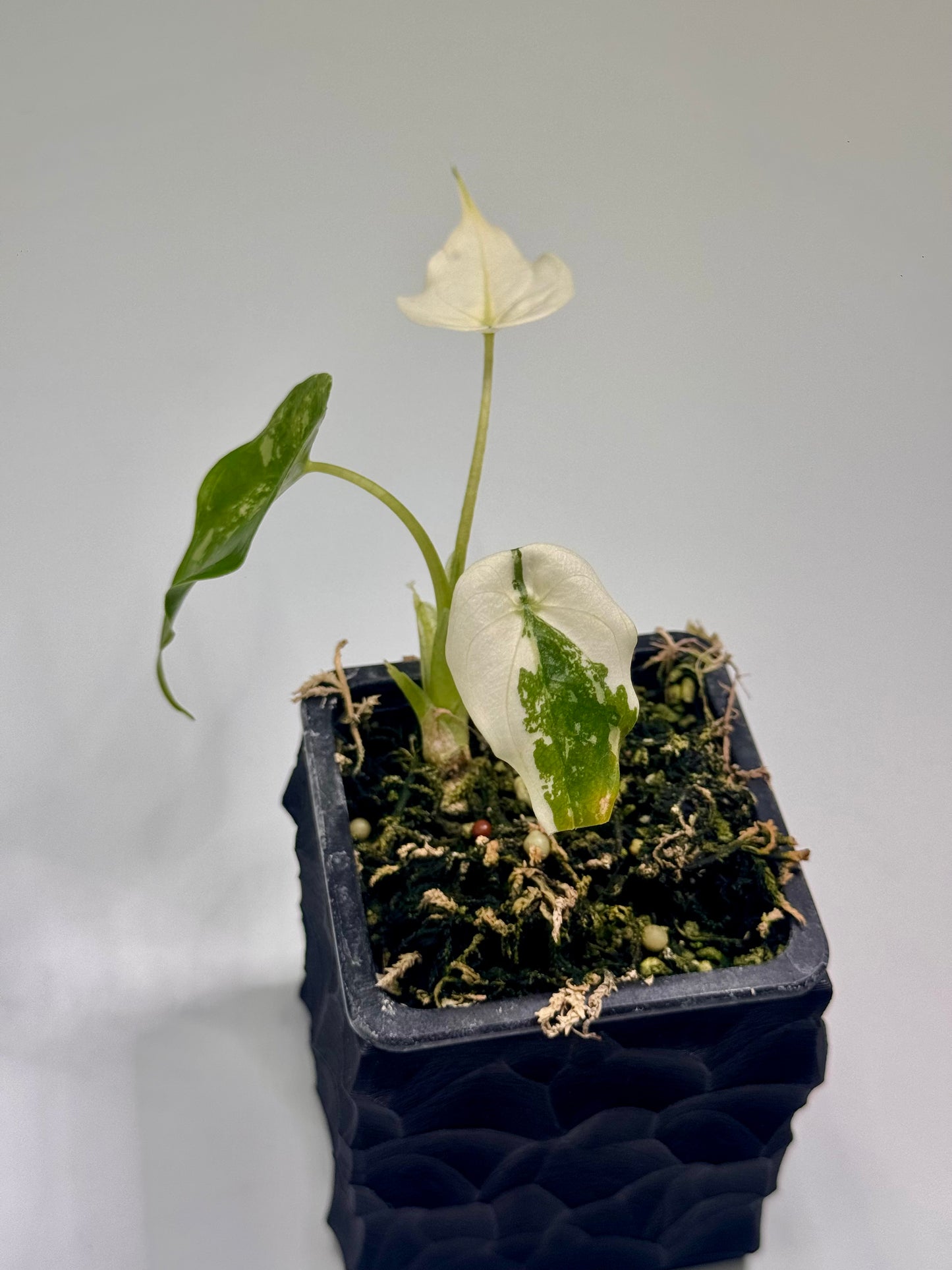 Alocasia Cuculatta “Wagyu” Albo Variegata