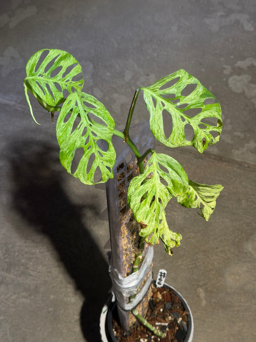 Monstera Laniata Full Mint