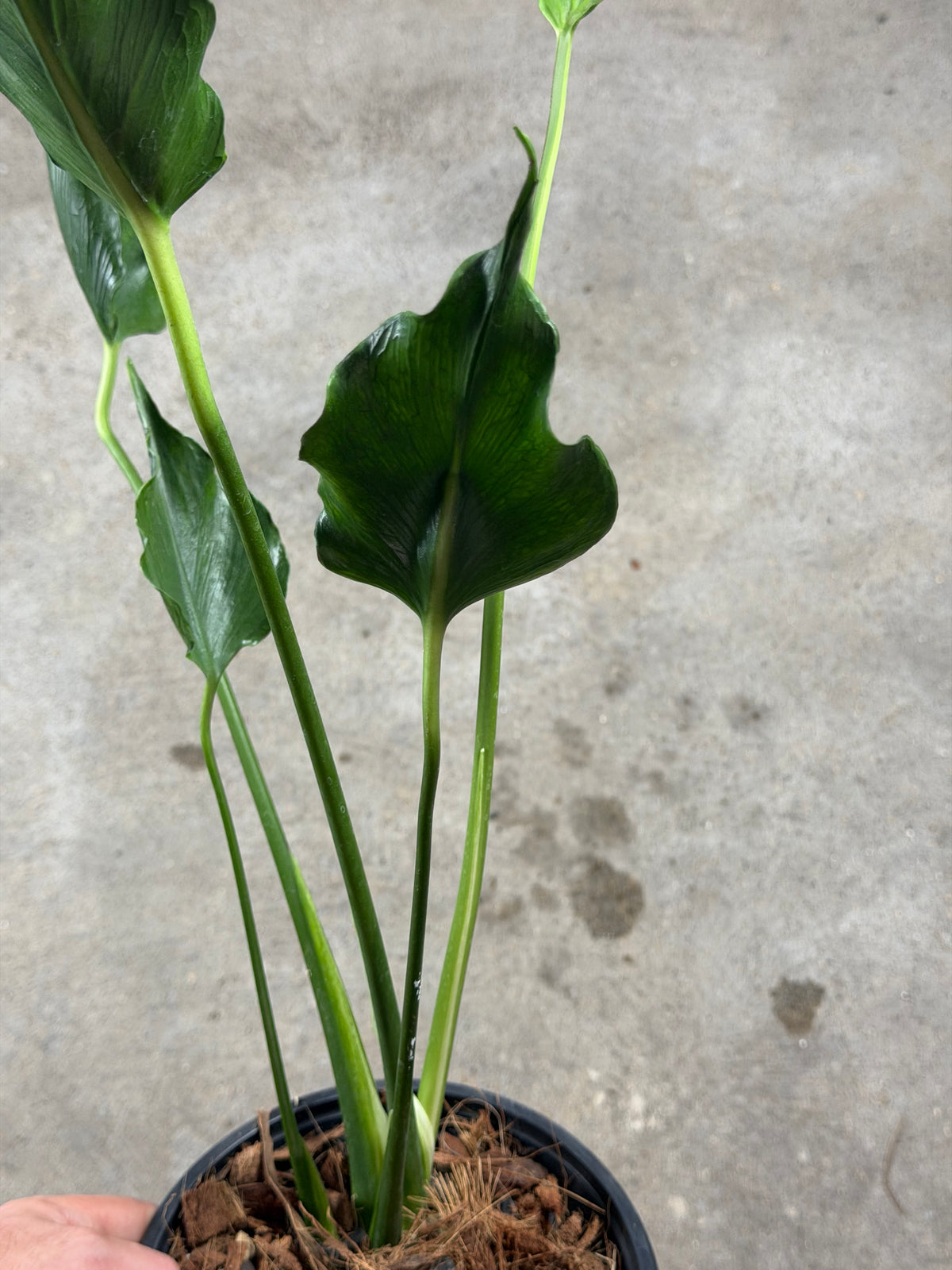 Monstera Unniiae