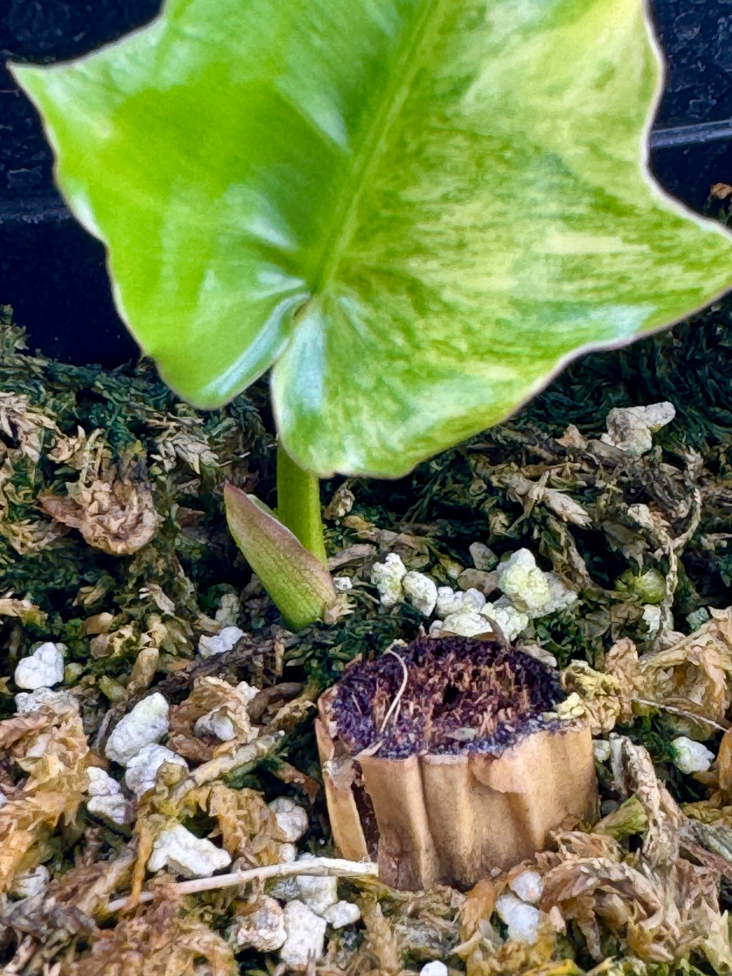 Philodendron Florida Beauty x Mayoi Variegata