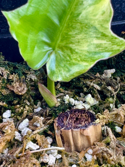 Philodendron Florida Beauty x Mayoi Variegata