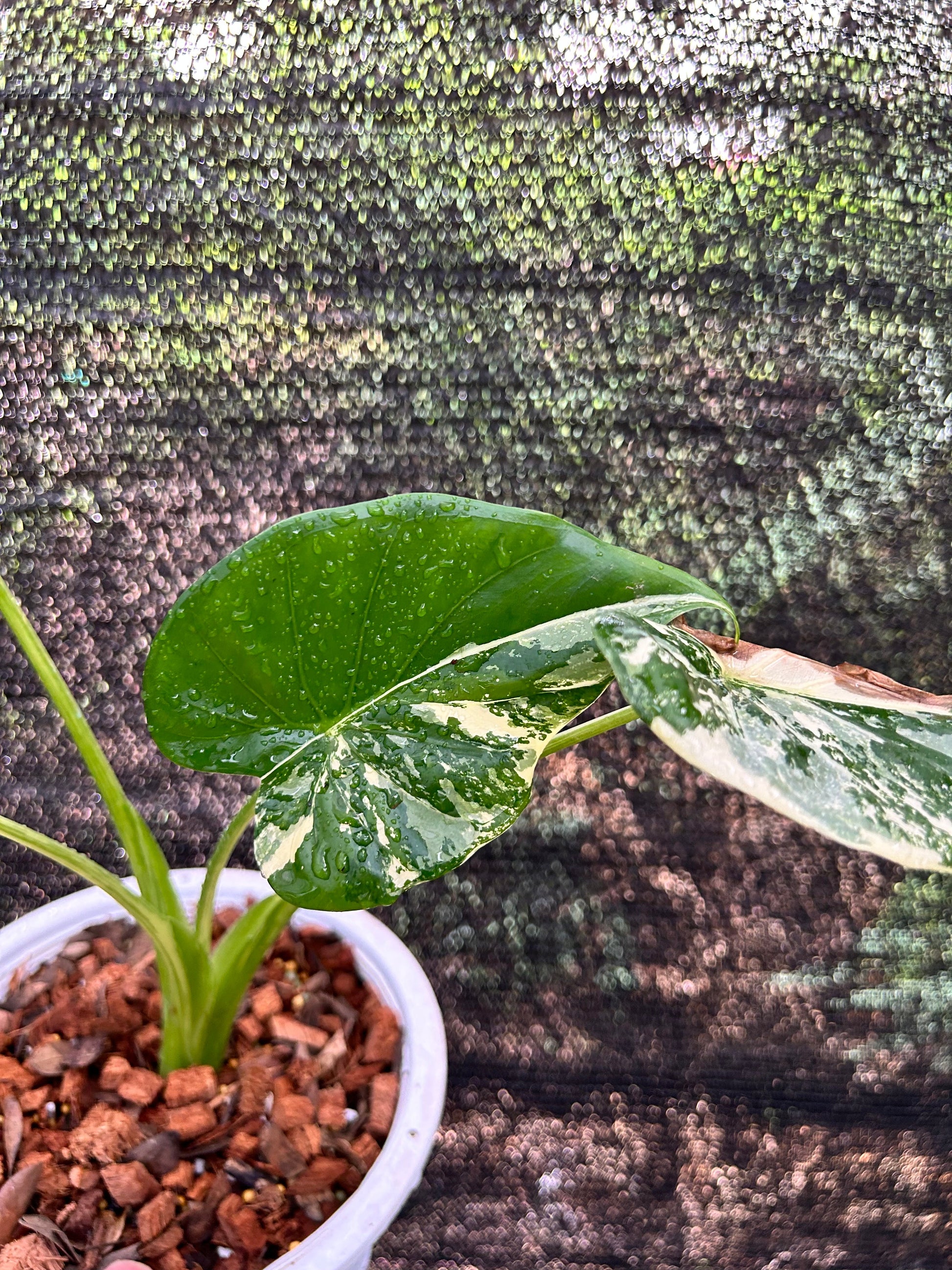 Alocasia Cucullata Albo « Wagyu » Variegata Green and White Plants