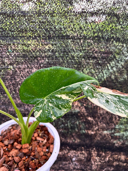 Alocasia Cucullata Albo « Wagyu » Variegata Green and White Plants