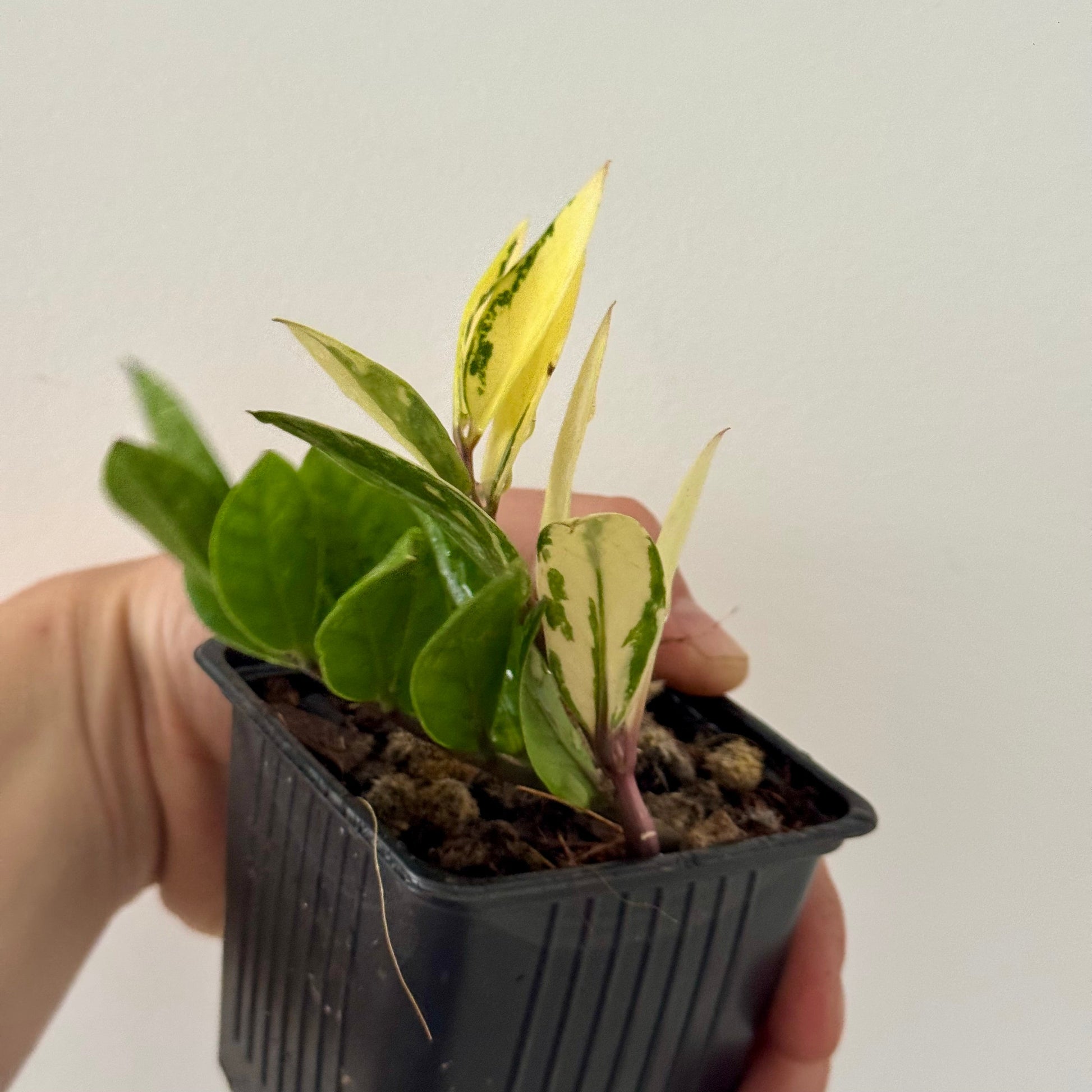 white variegated zz plant Zamioculcas Variegata: rare tropical plant, easy to care for – Green and White Plants