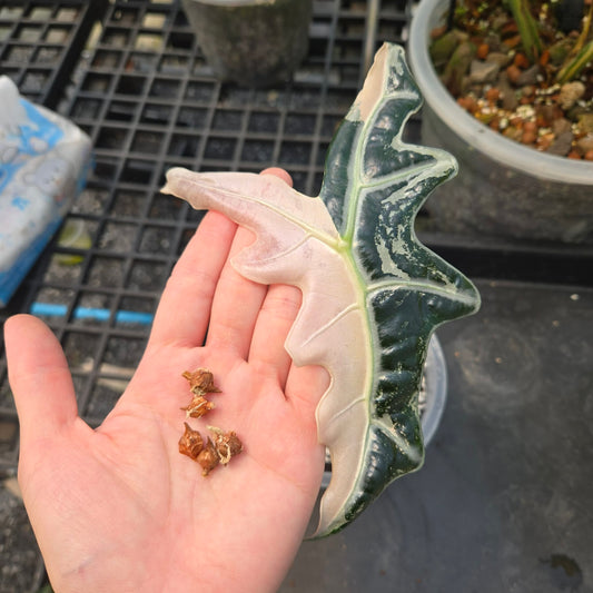 Alocasia Nobilis Pink « K-version » - Bulbe (Précommande)