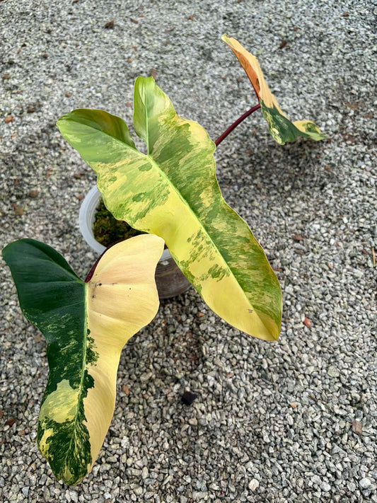 Philodendron Brown Beauty