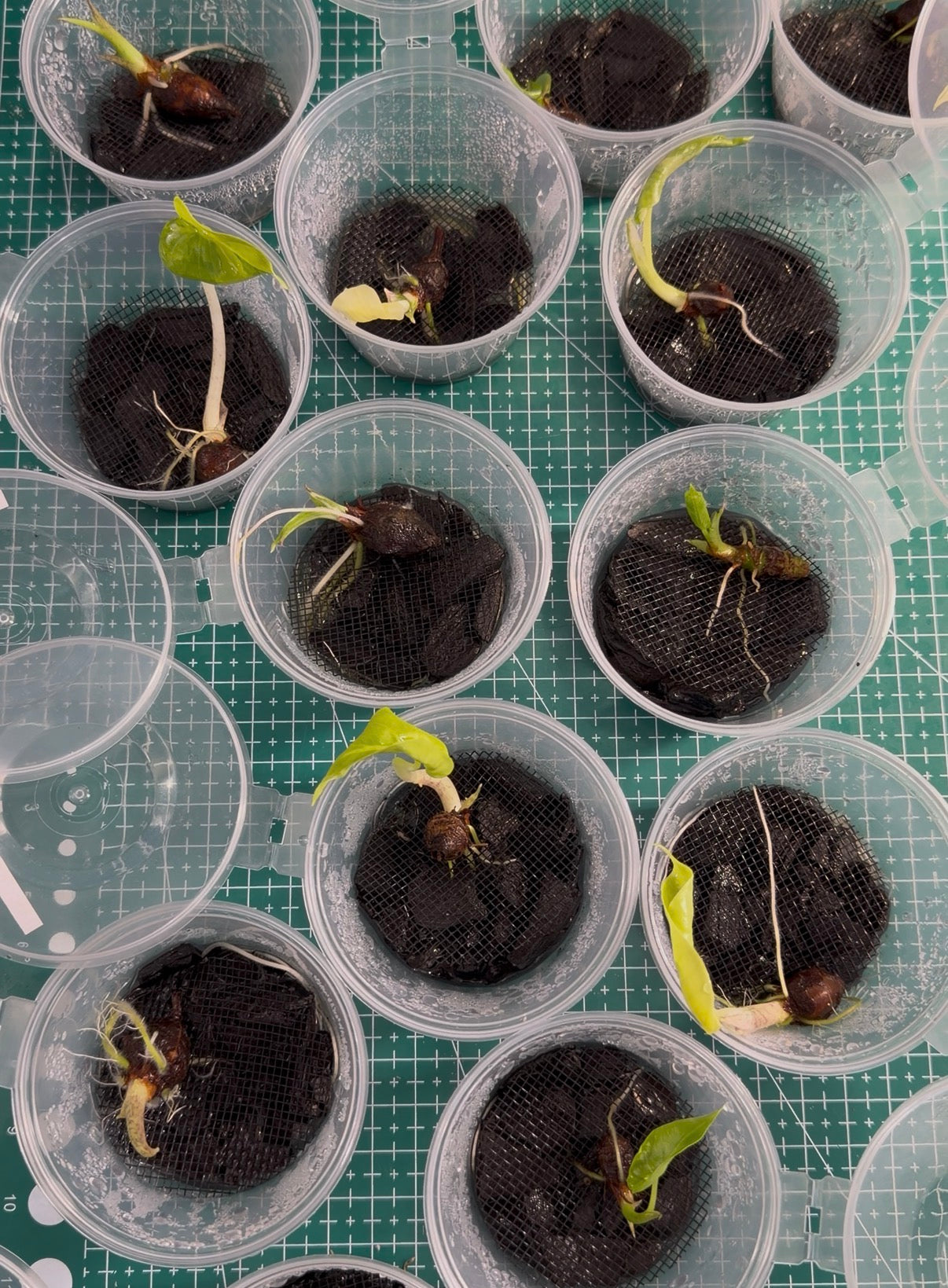 Root Starter / Pot de croissance pour bulbes