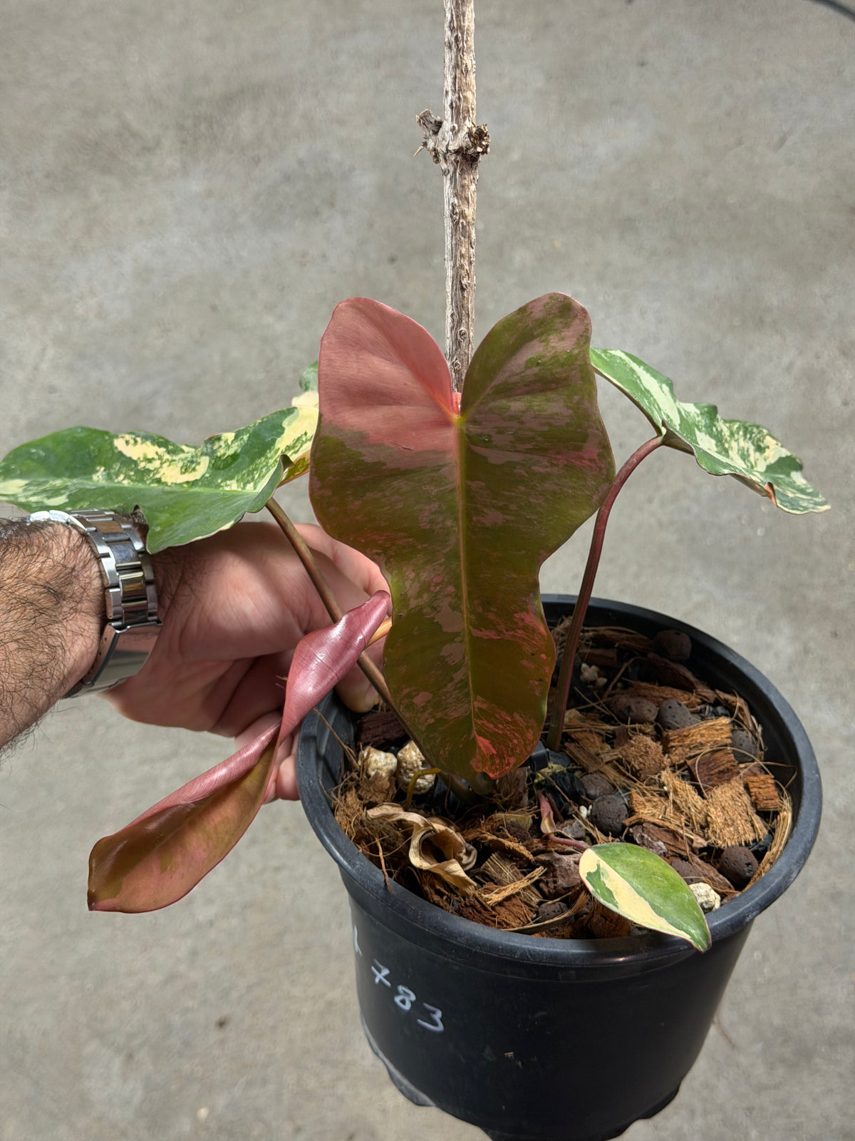 Philodendron Black Billitiae x Florida Beauty