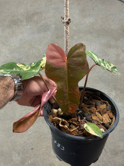 Philodendron Black Billitiae x Florida Beauty