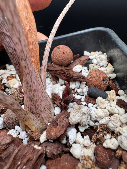 Longiloba “Super Narrow” Aurea Bulbs