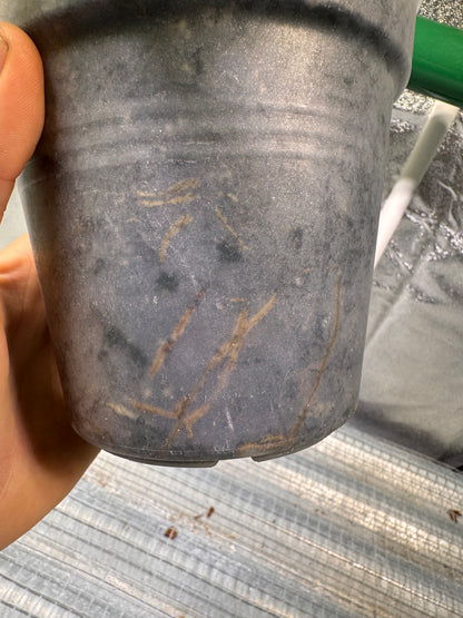 Epipremnun Pinnatum Gold Flame Variegated