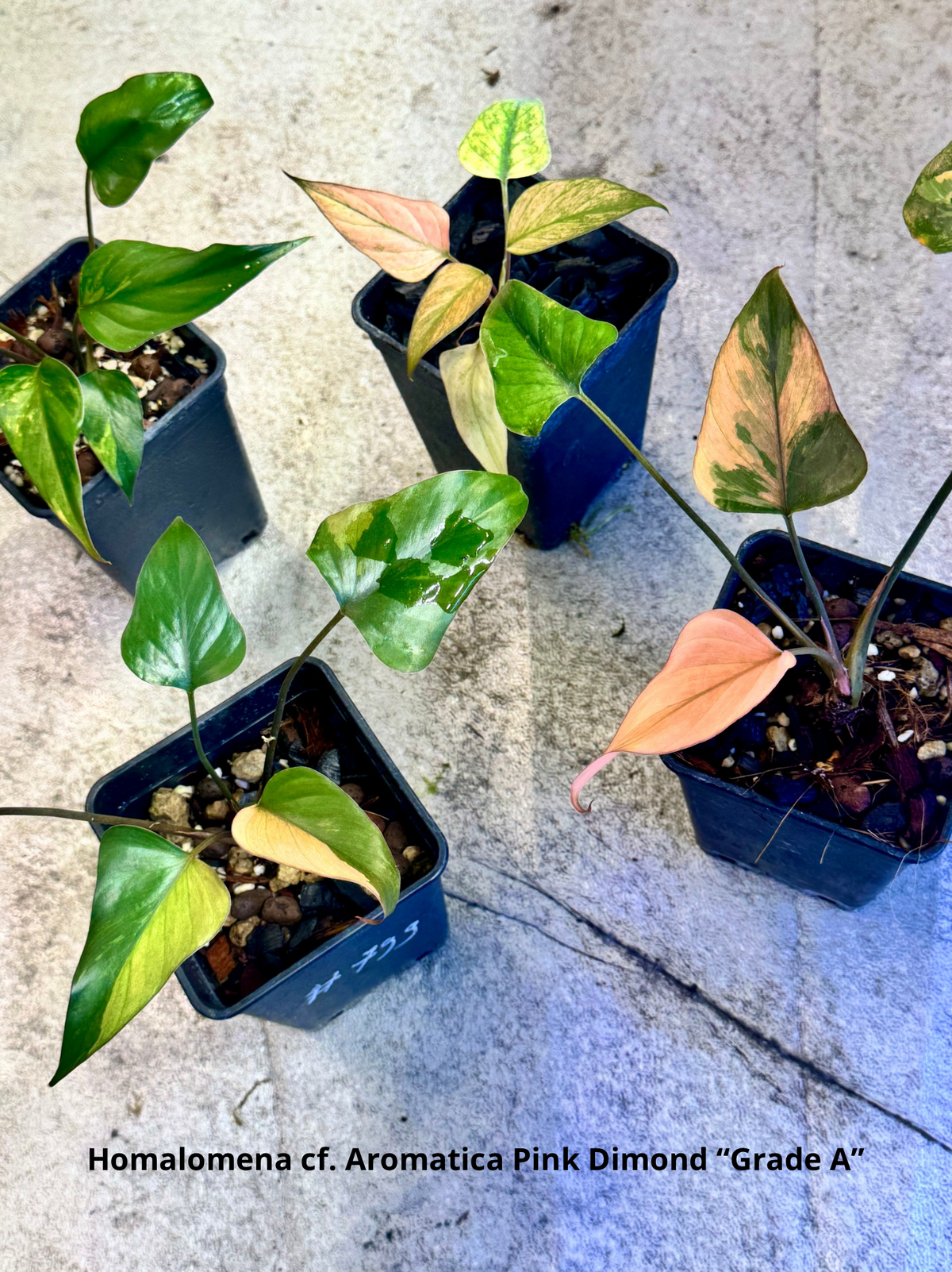 Homalomena cf. Aromatica “Pink Diamond”