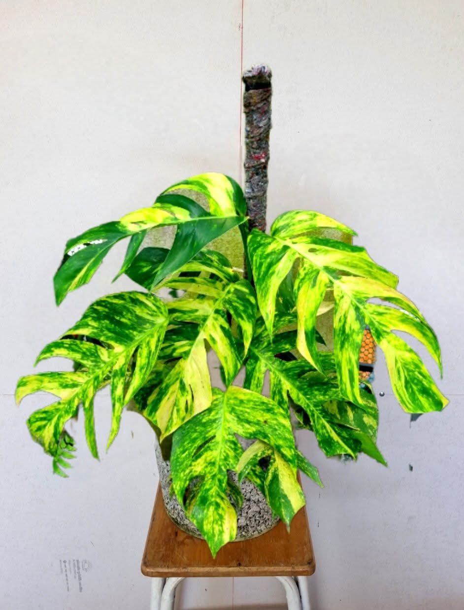 Epipremnum Pinnatum Cintho Goldfinger Premium XL - Livraison 30 jours