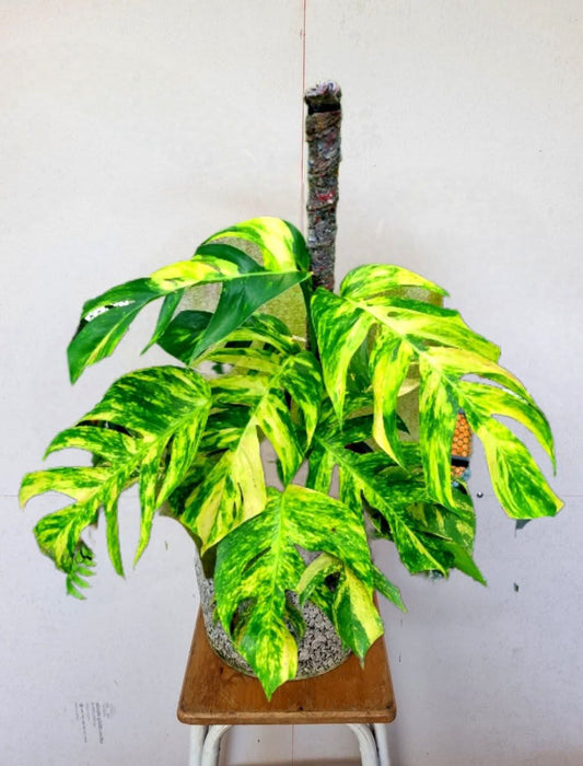 Epipremnum Pinnatum Cintho Goldfinger Premium XL - Livraison 30 jours