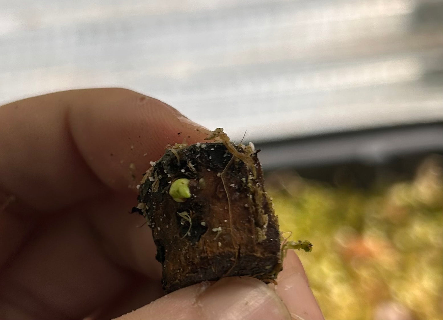 Homalomena Rubescens Pink Tricolor - Tronçon