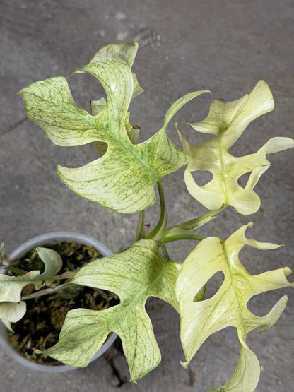 Raphidophora Tetrasperma Ginny White Monster