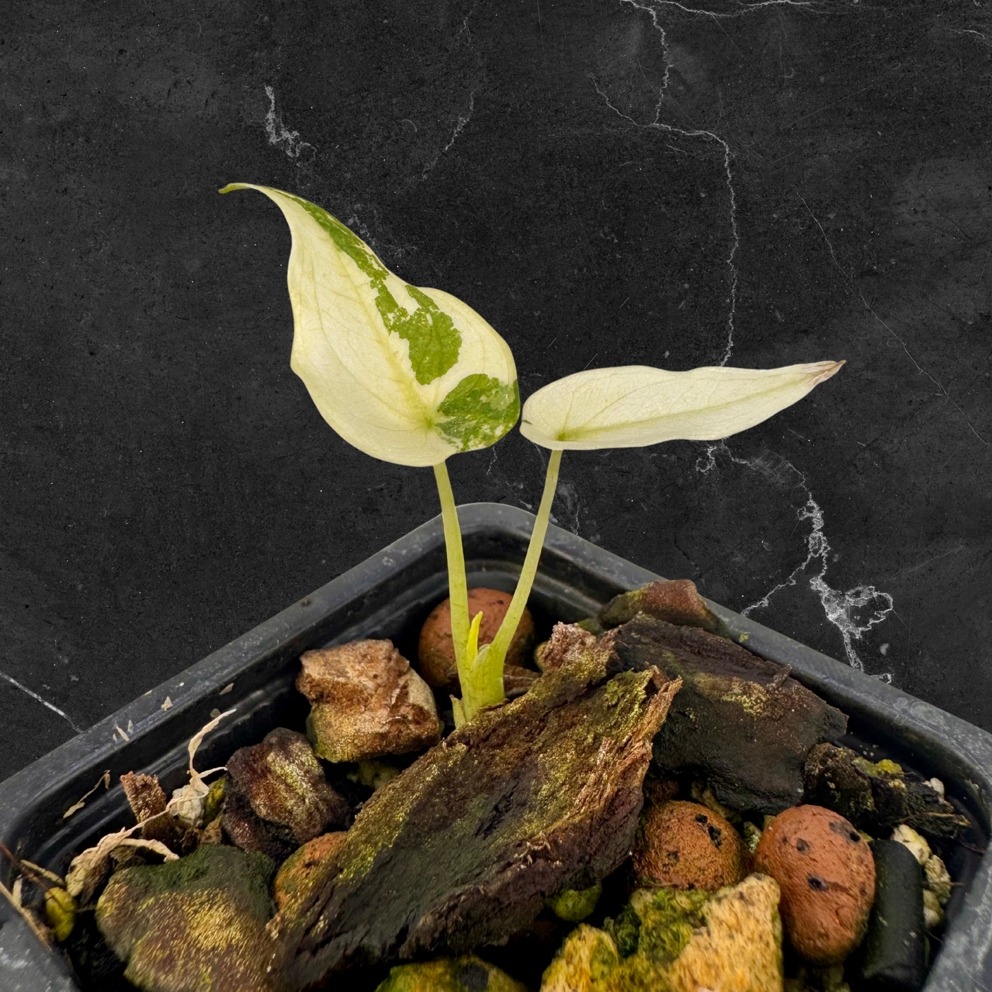 Alocasia Cuculatta « Wagyu » Albo Variegata