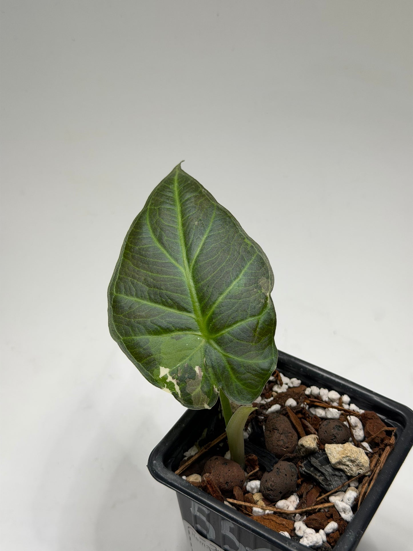 Alocasia Regal Shield Albo Variegata