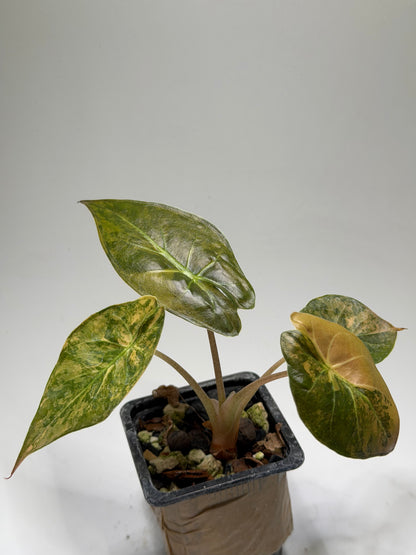 Alocasia Wentii Aurea