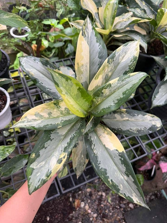 Aglaonema suvarnabhumi Variegata - 30-day delivery