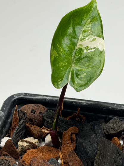 Alocasia Black Stem Albo