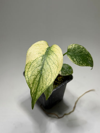Monstera White Monster
