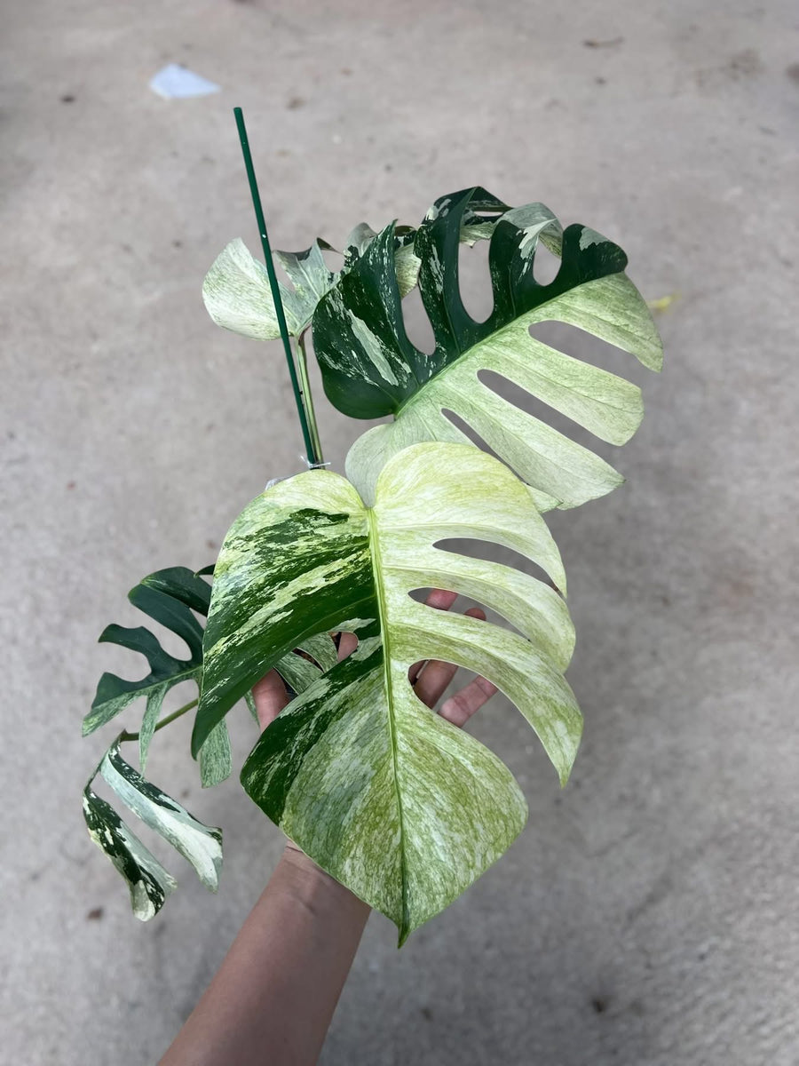 Monstera Jungle Mint