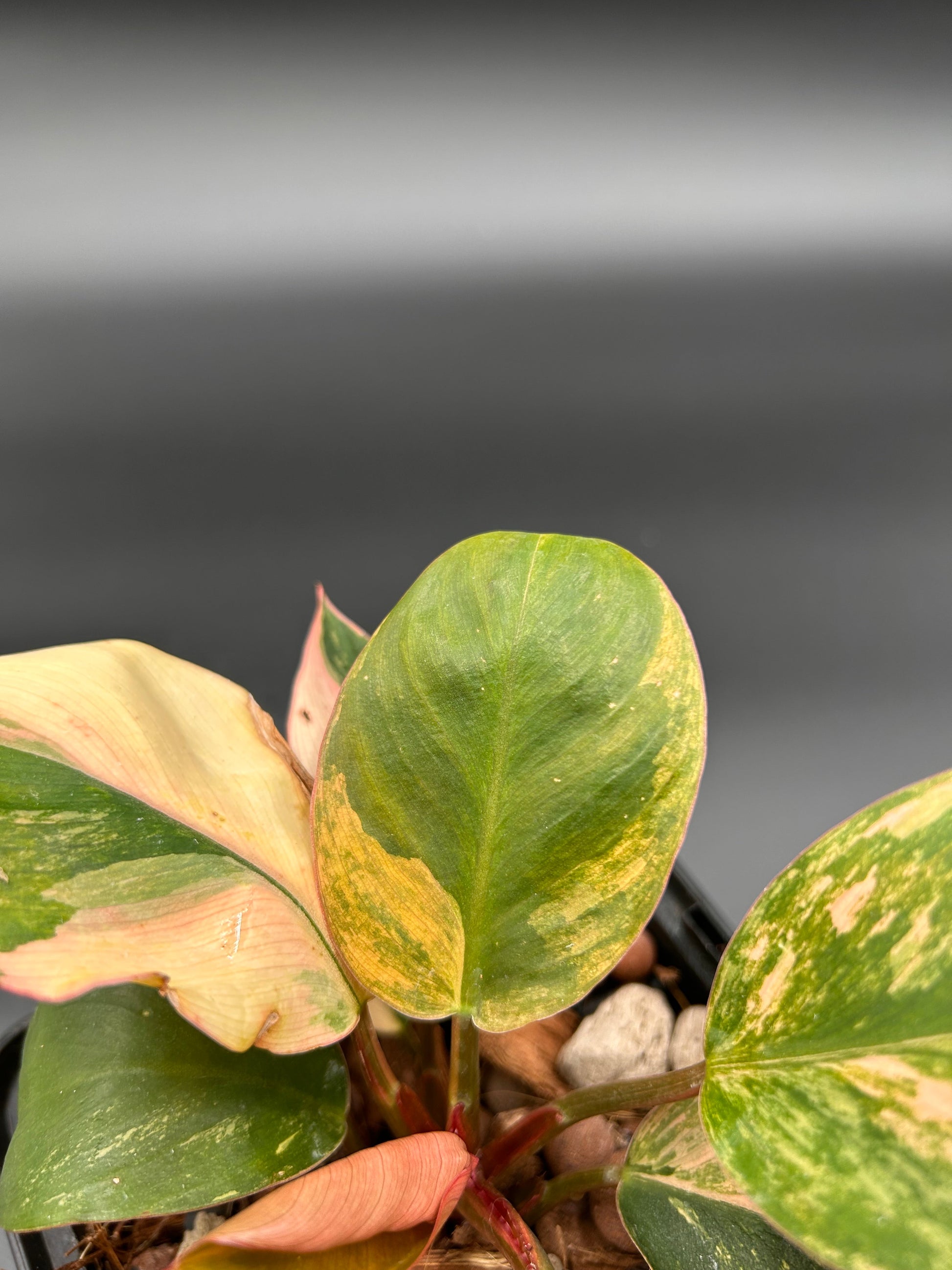 white and orange philodendron Philodendron Orange Congo Variegata – Rare tropical plant – Green and White Plants